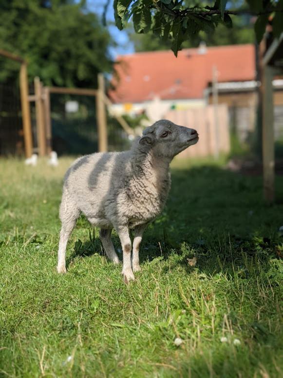 Helenes Ferienwohnung Auf Dem Bauernhof - Lausitzer Seenland Lauta Buitenkant foto