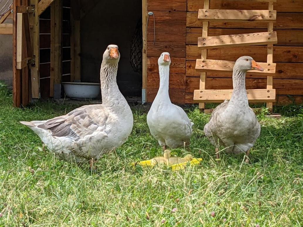 Helenes Ferienwohnung Auf Dem Bauernhof - Lausitzer Seenland Lauta Buitenkant foto