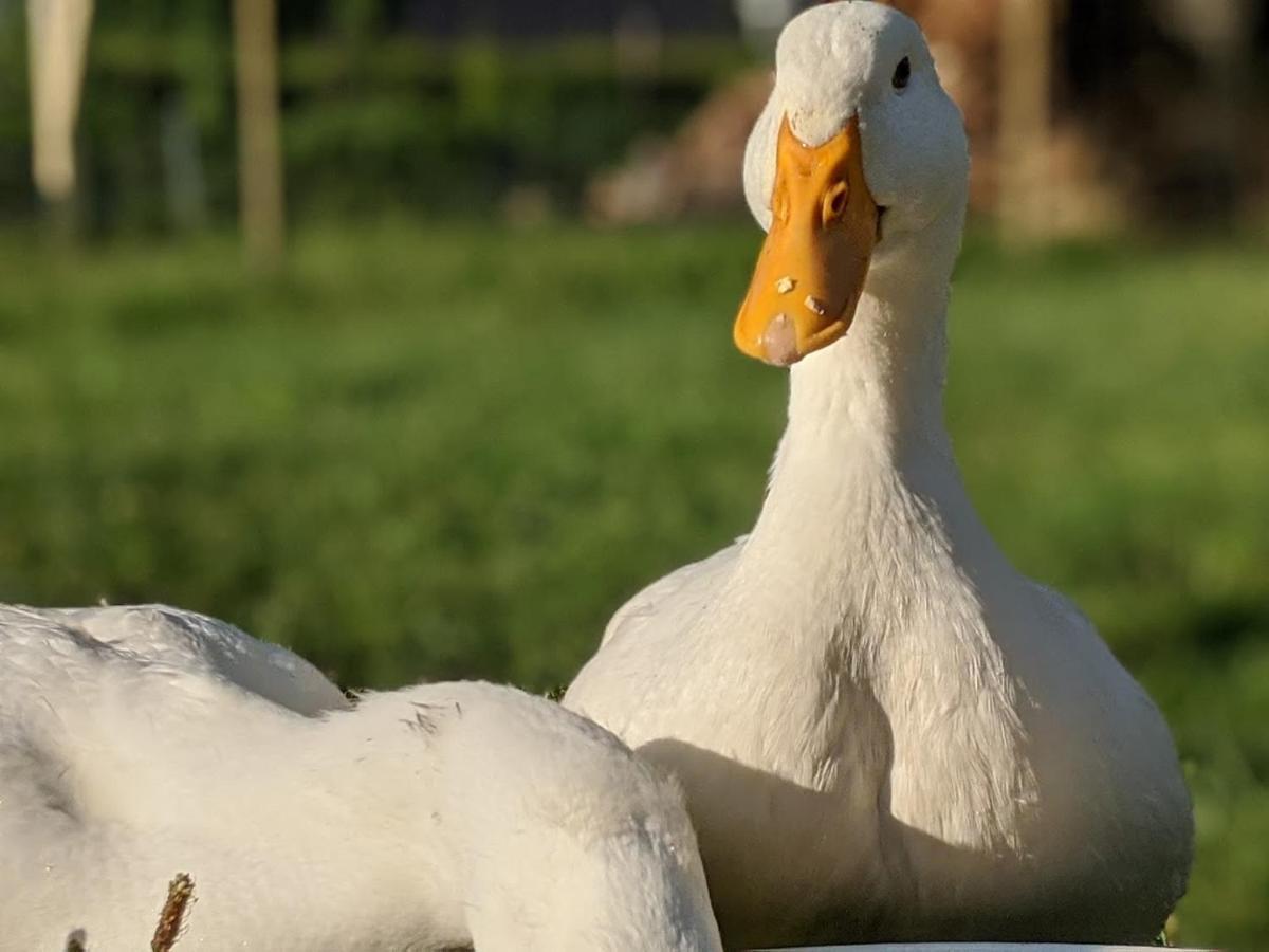 Helenes Ferienwohnung Auf Dem Bauernhof - Lausitzer Seenland Lauta Buitenkant foto