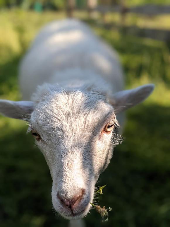 Helenes Ferienwohnung Auf Dem Bauernhof - Lausitzer Seenland Lauta Buitenkant foto