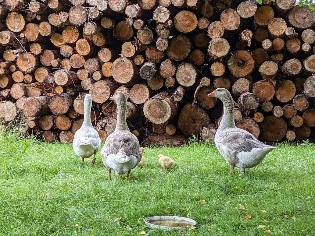 Helenes Ferienwohnung Auf Dem Bauernhof - Lausitzer Seenland Lauta Buitenkant foto