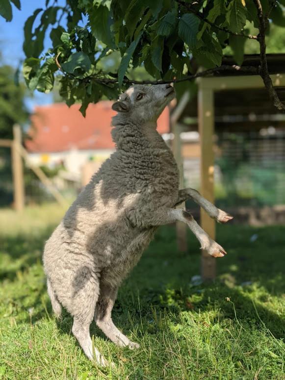 Helenes Ferienwohnung Auf Dem Bauernhof - Lausitzer Seenland Lauta Buitenkant foto