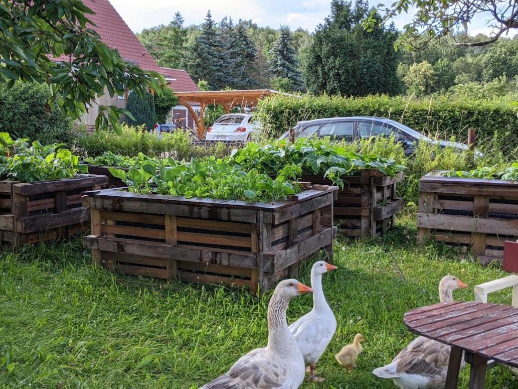 Helenes Ferienwohnung Auf Dem Bauernhof - Lausitzer Seenland Lauta Buitenkant foto