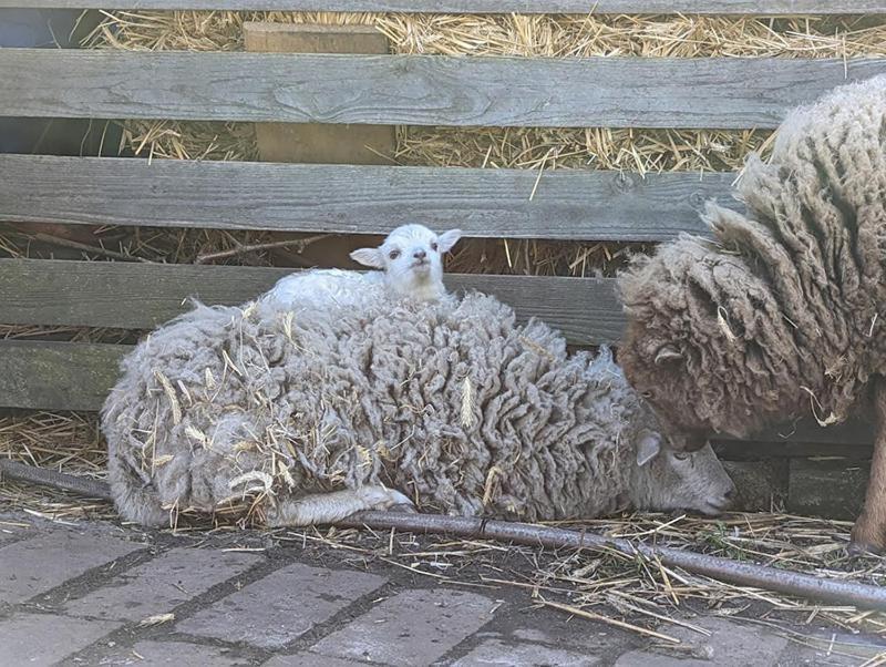 Helenes Ferienwohnung Auf Dem Bauernhof - Lausitzer Seenland Lauta Buitenkant foto