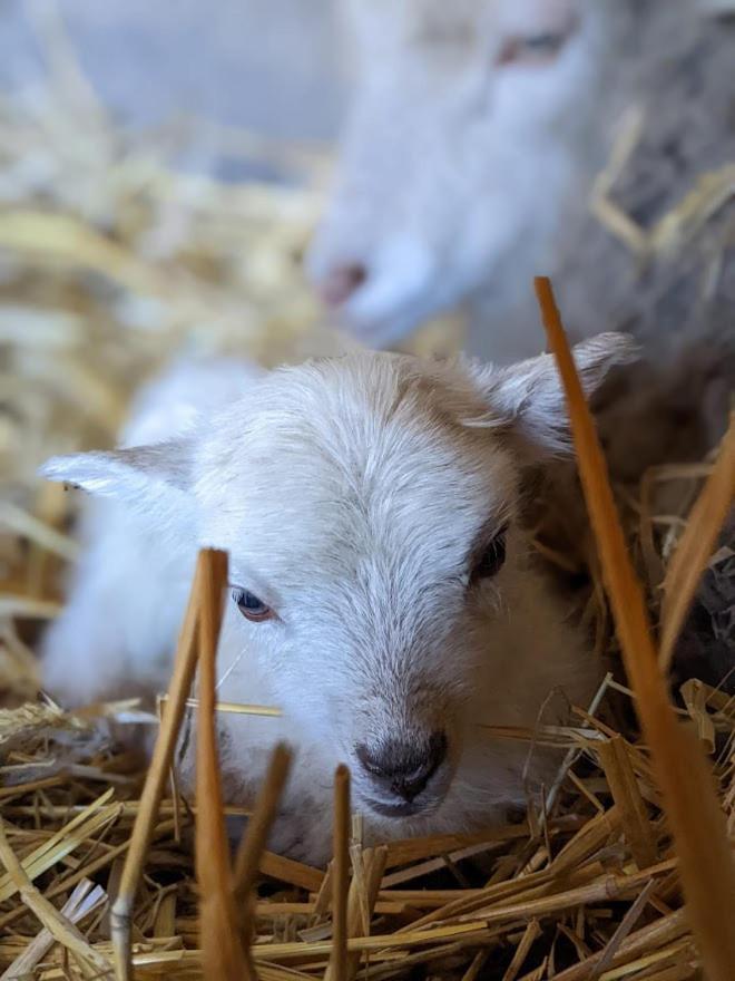 Helenes Ferienwohnung Auf Dem Bauernhof - Lausitzer Seenland Lauta Buitenkant foto