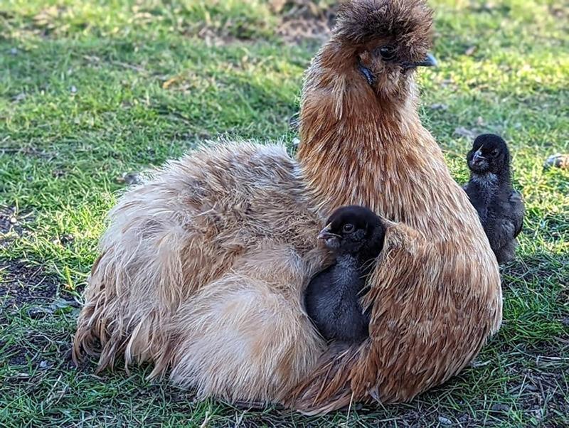 Helenes Ferienwohnung Auf Dem Bauernhof - Lausitzer Seenland Lauta Buitenkant foto