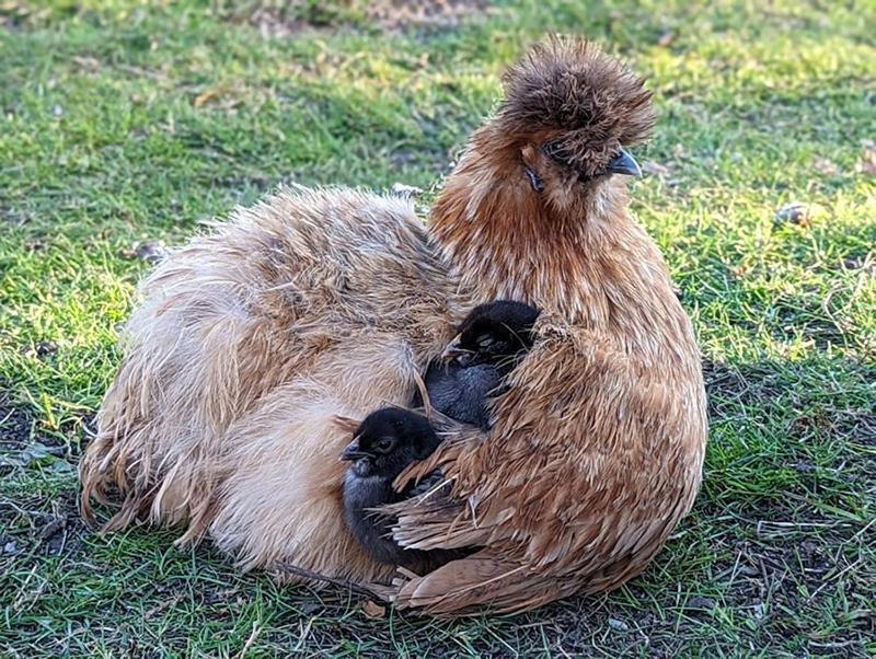 Helenes Ferienwohnung Auf Dem Bauernhof - Lausitzer Seenland Lauta Buitenkant foto