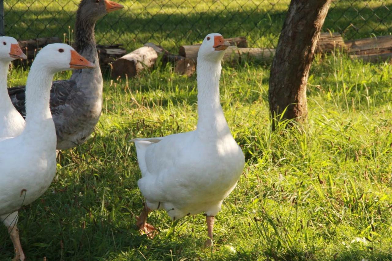 Helenes Ferienwohnung Auf Dem Bauernhof - Lausitzer Seenland Lauta Buitenkant foto