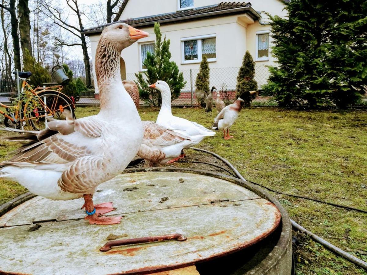 Helenes Ferienwohnung Auf Dem Bauernhof - Lausitzer Seenland Lauta Buitenkant foto